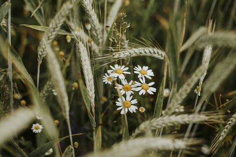 Chamomile and wheat on a field stock photo