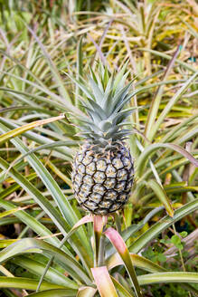 Ananas in einem Garten auf Hawaii - CAVF81525