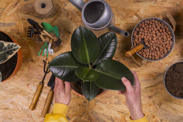 Männerhände beim Umtopfen einer Gummifeige (Ficus elastica) - RTBF01427