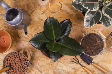 Various gardening equipment and potted rubber fig (Ficus elastica) plant - RTBF01428