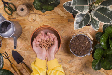 Hands of man preparing pot for rubber fig (Ficus elastica) plant - RTBF01430