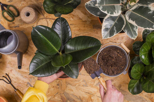 Hands of man repotting rubber fig (Ficus elastica) plant - RTBF01432