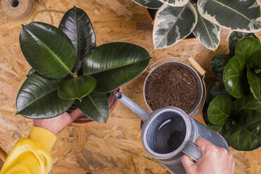 Hands of man watering repotted rubber fig (Ficus elastica) plant - RTBF01433