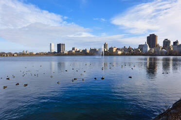 USA, New York, New York City, Entenschwarm schwimmt im Central Park bei Winterdämmerung - LOMF01128