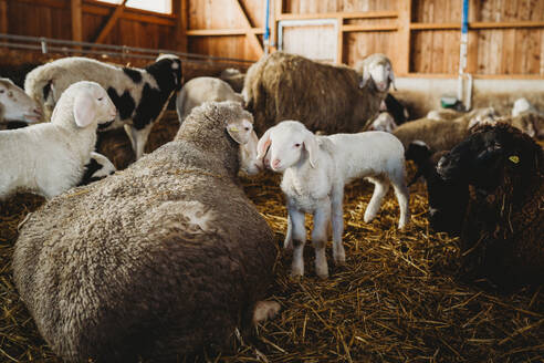 Schafe und Lämmer auf dem Bauernhof - CAVF81896