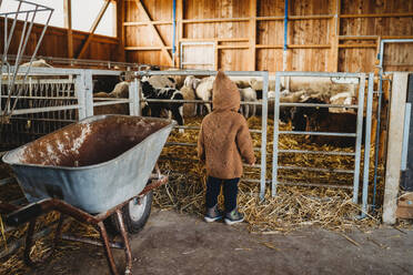 Child kid at the farm looking at sheep and lamb - CAVF81897