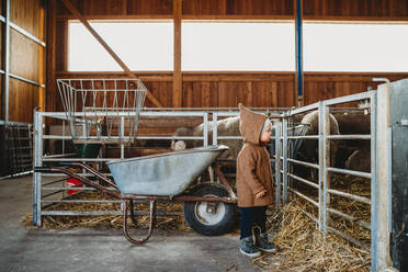 Kind auf dem Bauernhof schaut sich Schafe und Lämmer an - CAVF81898