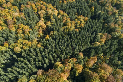 Deutschland, Baden-Württemberg, Heidenheim an der Brenz, Drohnenaufnahme eines Herbstwaldes auf der Schwäbischen Alb - RUEF02921