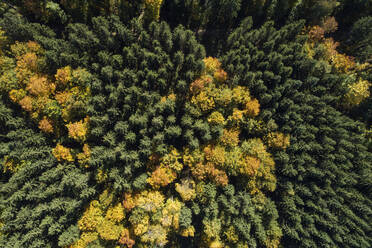 Deutschland, Baden-Württemberg, Heidenheim an der Brenz, Drohnenaufnahme eines Herbstwaldes auf der Schwäbischen Alb - RUEF02922