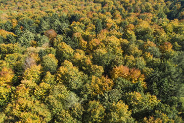 Deutschland, Baden-Württemberg, Heidenheim an der Brenz, Drohnenaufnahme eines Herbstwaldes auf der Schwäbischen Alb - RUEF02924