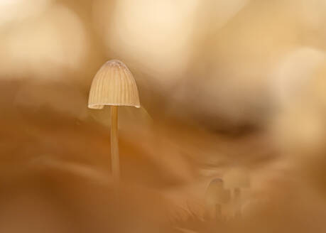 Close-up of growing mycena mushroom - BSTF00163