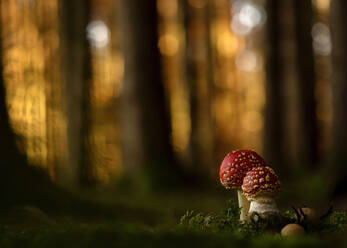 Close-up of two fly agarics (Amanita muscaria) growing in forest - BSTF00165