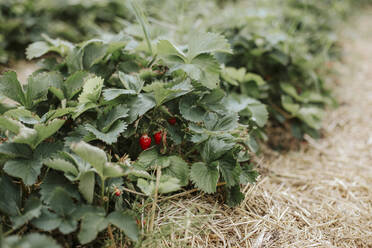 Erdbeeren auf dem Feld - VBF00070