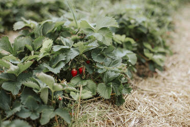 Strawberries on field - VBF00070