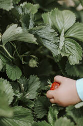 Mädchen pflückt reife Erdbeeren - VBF00071