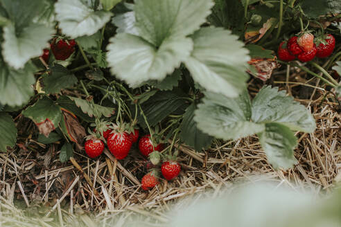 Reife Erdbeeren auf dem Feld - VBF00072