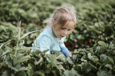 Mädchen pflückt reife Erdbeeren auf einem Feld - VBF00073