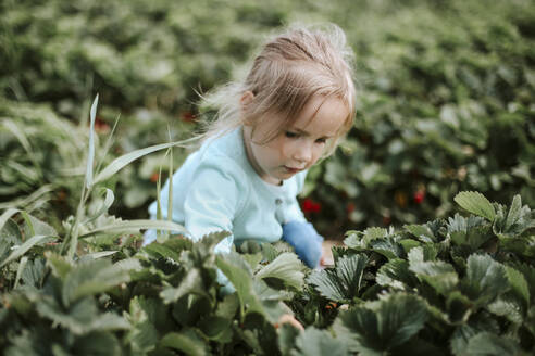 Mädchen pflückt reife Erdbeeren auf einem Feld - VBF00073