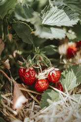 Reife Erdbeeren auf dem Feld - VBF00074