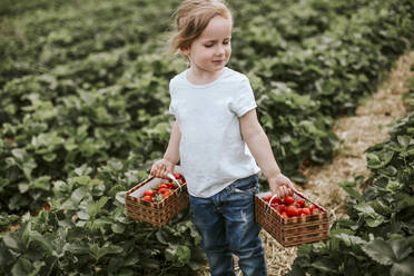 Mädchen pflückt reife Erdbeeren auf einem Feld - VBF00075