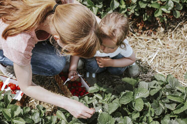 Mother and daughter picking strawberries on field - VBF00077