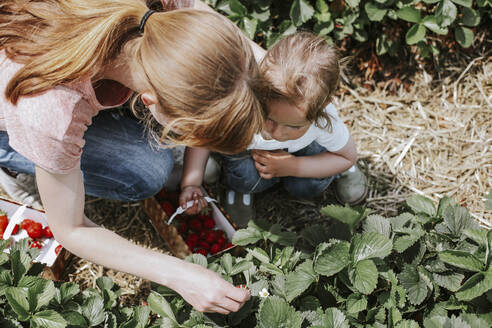 Mutter und Tochter pflücken Erdbeeren auf einem Feld - VBF00077