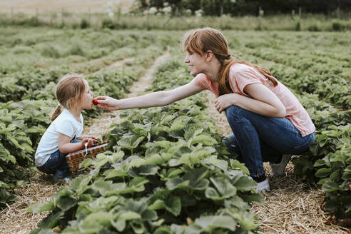 Mutter gibt ihrer Tochter eine Erdbeere auf dem Feld - VBF00078
