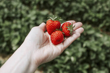 Ripe strawberries on hand - VBF00079