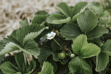 Flowering strawberry in garden - VBF00080