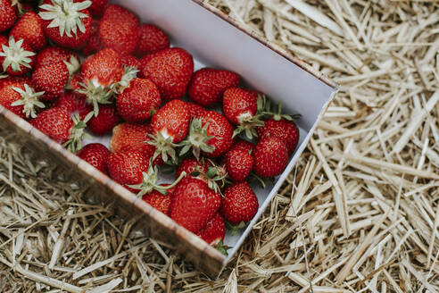 Reife Erdbeeren im Korb auf dem Feld - VBF00081