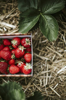 Reife Erdbeeren im Korb auf dem Feld - VBF00082