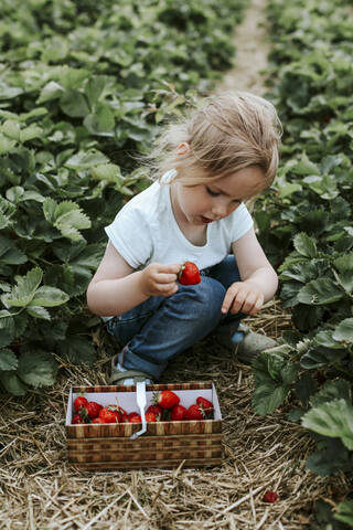 Mädchen pflückt reife Erdbeeren auf einem Feld, lizenzfreies Stockfoto