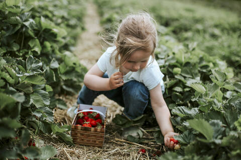 Mädchen pflückt reife Erdbeeren auf einem Feld, lizenzfreies Stockfoto