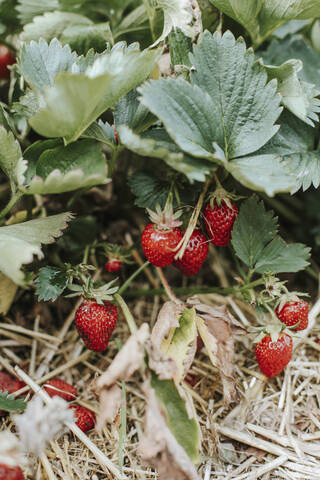 Reife Erdbeeren auf dem Feld, lizenzfreies Stockfoto