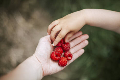 Mädchenhand nimmt Himbeere aus der Hand der Mutter - VBF00086