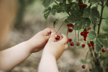 Mädchen pflückt Johannisbeeren - VBF00087