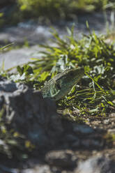 Nahaufnahme einer grünen Eidechse bei einer Pflanze und einem Felsen an einem sonnigen Tag - FVSF00300