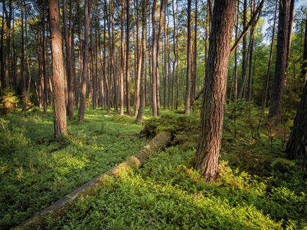 Polen, Pommern, Leba, Wald im Slowinski-Nationalpark - HAMF00612