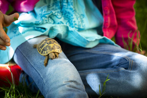 Crop view of girl sitting on a meadow with small tortoise on her thigh - LVF08902