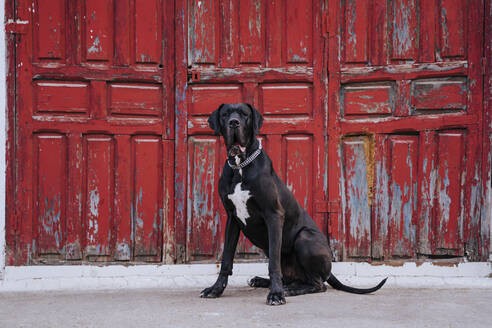 Portrait of dog sitting in front of an old red wooden door - EBBF00108