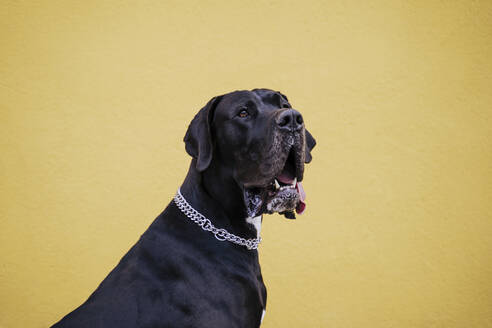 Porträt eines schwarzen Hundes vor einer gelben Wand - EBBF00109