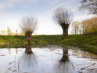 Deutschland, Nordrhein-Westfalen, Dortmund, Kahle Weiden spiegeln sich auf der Oberfläche eines glänzenden Teiches im Park Kurler Busch - WIF04264