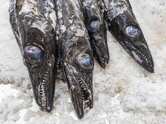 Portugal, Madeira, Funchal, Black swordfish (Aphanopus carbo) on crushed ice at fish market - WDF05995