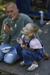 Großvater und Enkelin essen Himbeeren auf der Terrasse im Garten - MCF00856