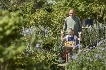 Grandfather with granddaughter in wheelbarrow in allotment garden - MCF00857