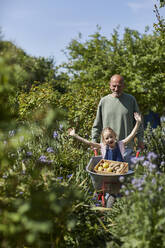 Grandfather with happy granddaughter in wheelbarrow in allotment garden - MCF00858