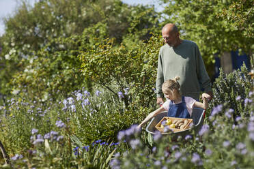 Grandfather with granddaughter in wheelbarrow in allotment garden - MCF00859