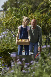 Grandfather with granddaughter in wheelbarrow in allotment garden - MCF00860