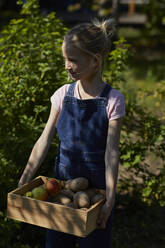 Girl in allotment garden carrying crate with potatoes and apples - MCF00863