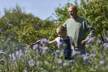 Grandfather and granddaughter watering flowers in allotment garden - MCF00865